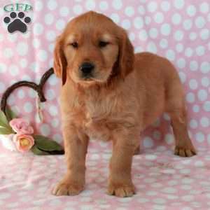 Hatchet, Golden Retriever Puppy