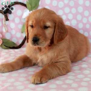 Hatchet, Golden Retriever Puppy