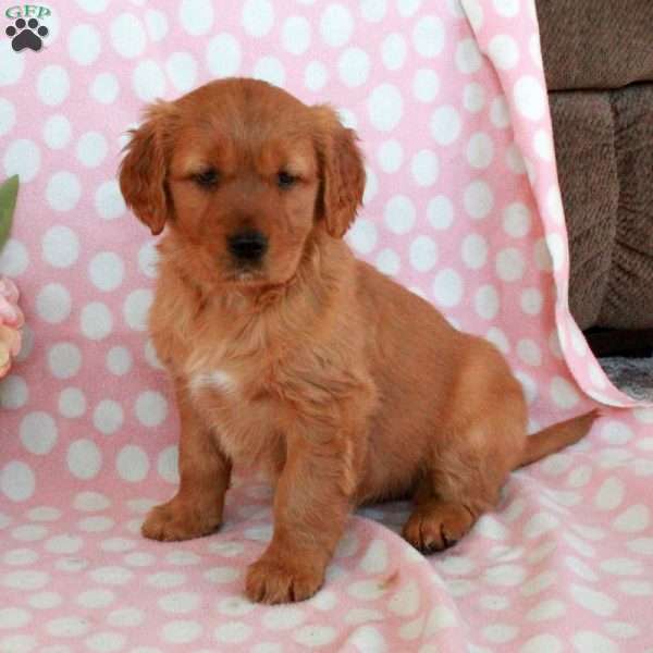 Hattie, Golden Retriever Puppy