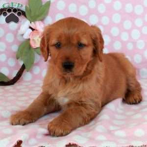 Hattie, Golden Retriever Puppy