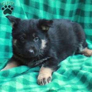 Hattie, German Shepherd Puppy