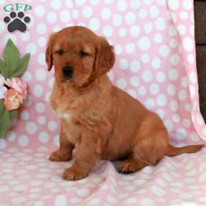 Hattie, Golden Retriever Puppy