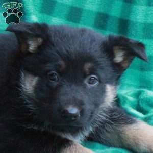 Hattie, German Shepherd Puppy