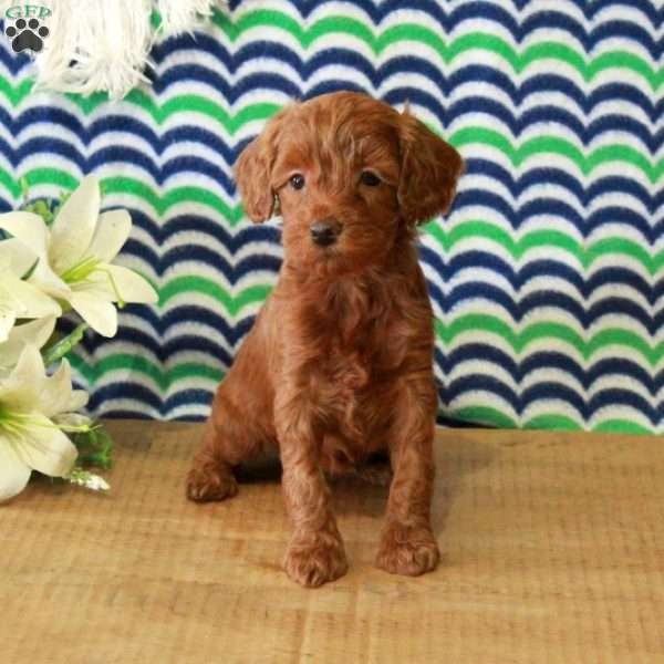 Havana, Mini Goldendoodle Puppy