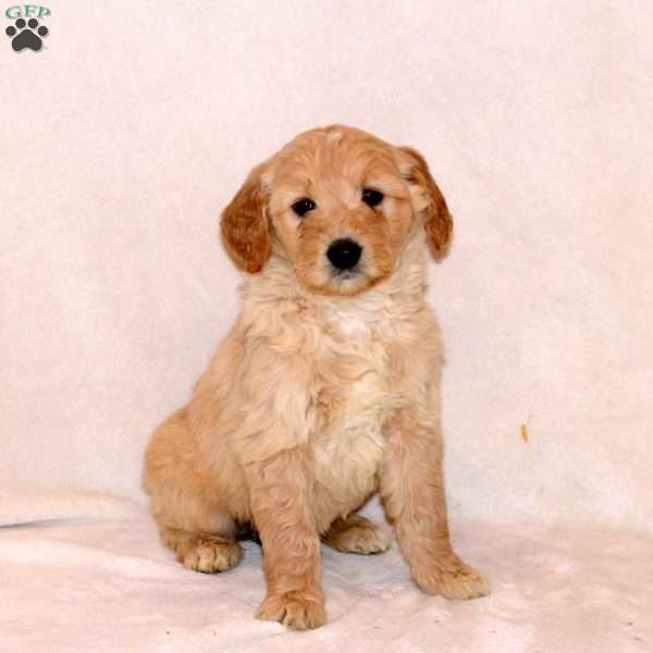 Haven, Goldendoodle Puppy