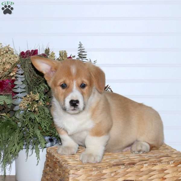 Hayden, Pembroke Welsh Corgi Puppy