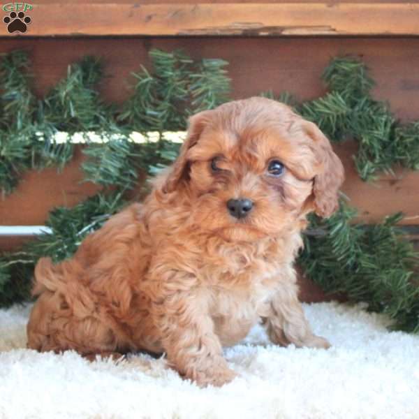 Hayden, Cavapoo Puppy