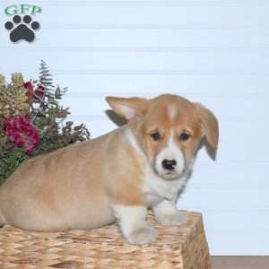 Hayden, Pembroke Welsh Corgi Puppy