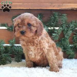 Hayden, Cavapoo Puppy