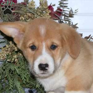 Hayden, Pembroke Welsh Corgi Puppy