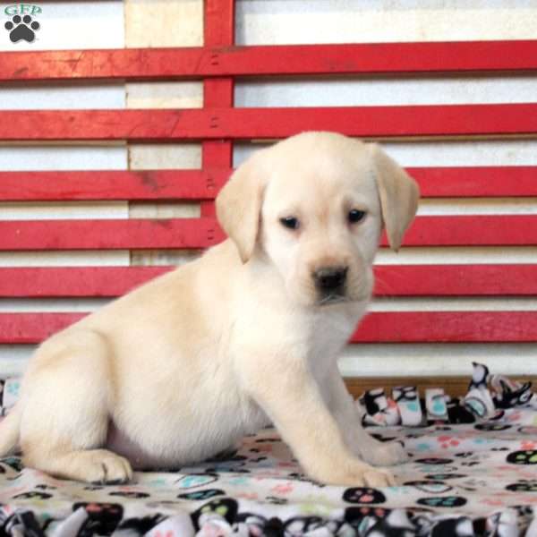 Hazel, Yellow Labrador Retriever Puppy