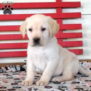 Hazel, Yellow Labrador Retriever Puppy