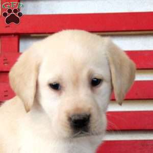 Hazel, Yellow Labrador Retriever Puppy