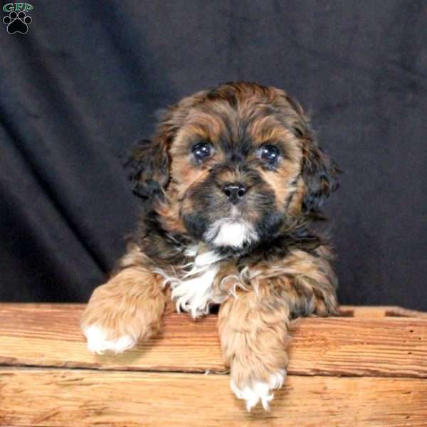 Hazel, Shih-Poo Puppy