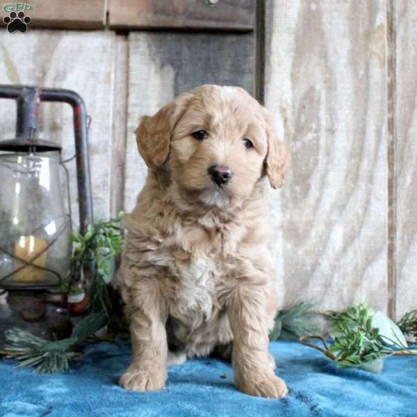 Hazel, Standard Poodle Mix Puppy