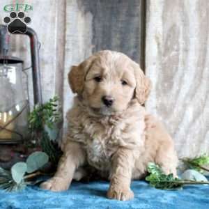 Hazel, Standard Poodle Mix Puppy