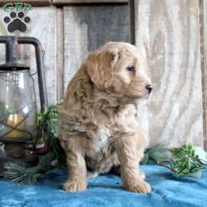 Hazel, Standard Poodle Mix Puppy