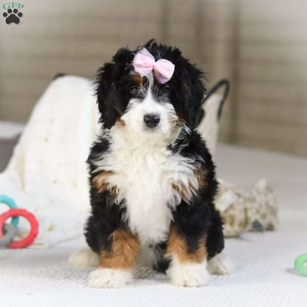 Hazel, Mini Bernedoodle Puppy