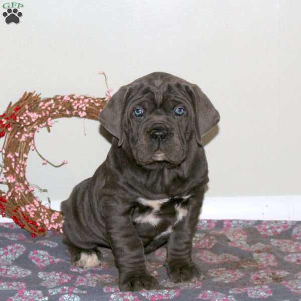 Heart, Cane Corso Puppy