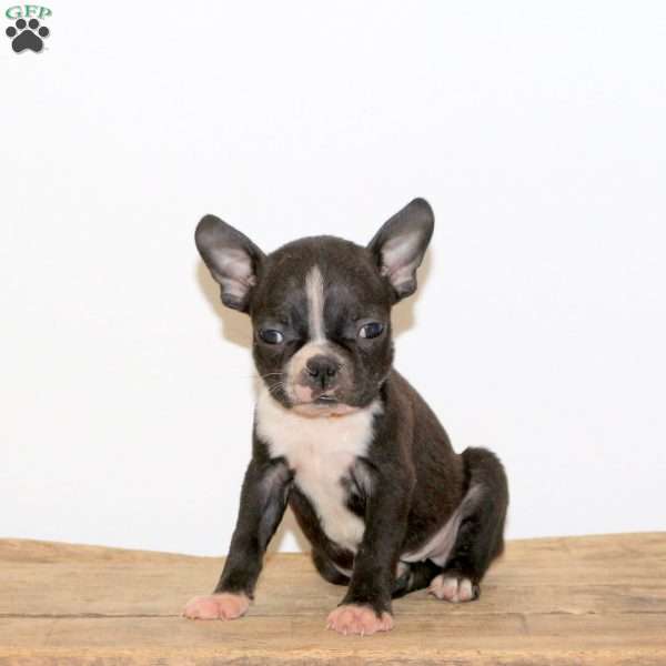 Heath, Boston Terrier Puppy