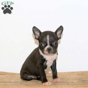 Heath, Boston Terrier Puppy