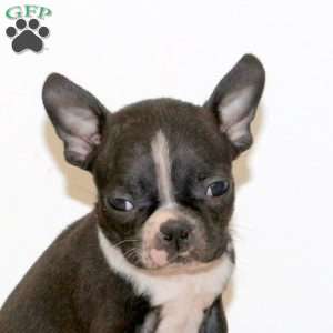 Heath, Boston Terrier Puppy