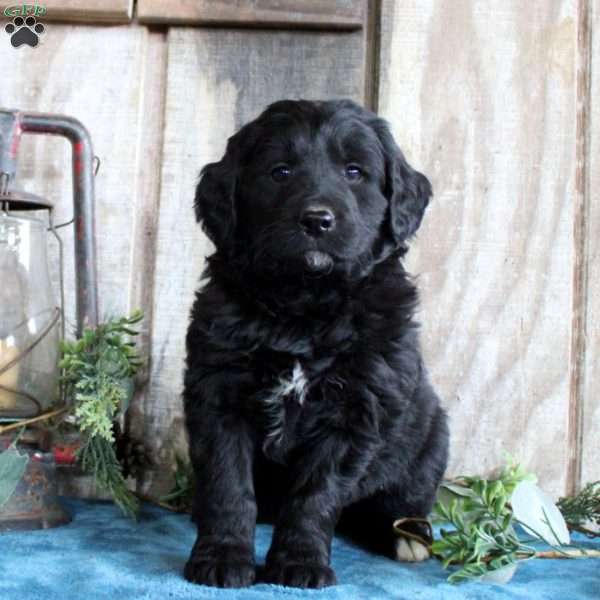 Heath, Standard Poodle Mix Puppy