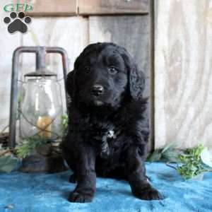 Heath, Standard Poodle Mix Puppy