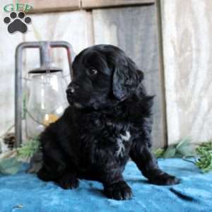 Heath, Standard Poodle Mix Puppy