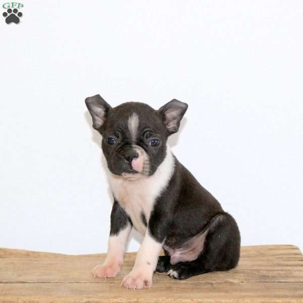 Hector, Boston Terrier Puppy