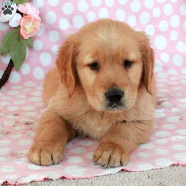 Hector, Golden Retriever Puppy