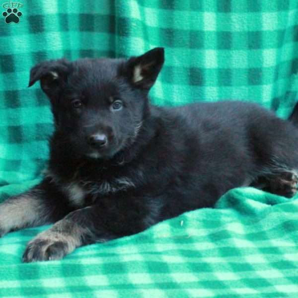 Hector, German Shepherd Puppy