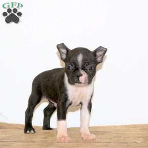 Hector, Boston Terrier Puppy