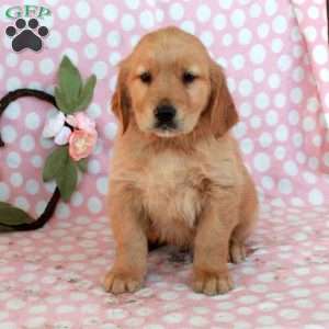 Hector, Golden Retriever Puppy