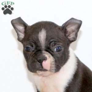 Hector, Boston Terrier Puppy