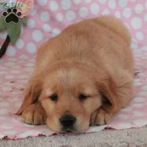 Hector, Golden Retriever Puppy