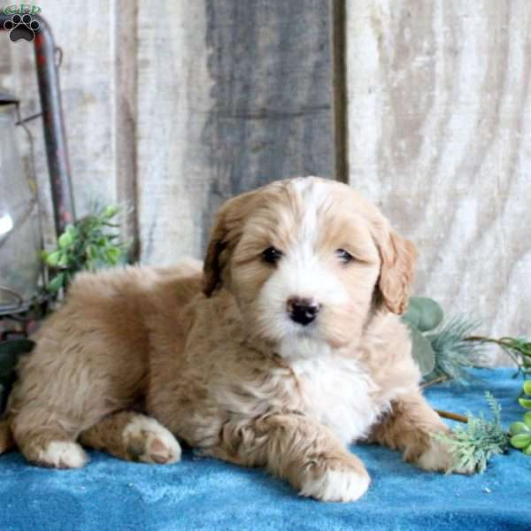 Heidi, Standard Poodle Mix Puppy