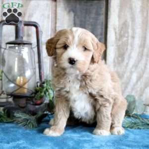 Heidi, Standard Poodle Mix Puppy