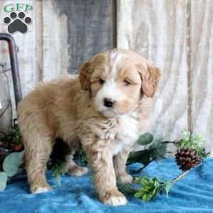 Heidi, Standard Poodle Mix Puppy