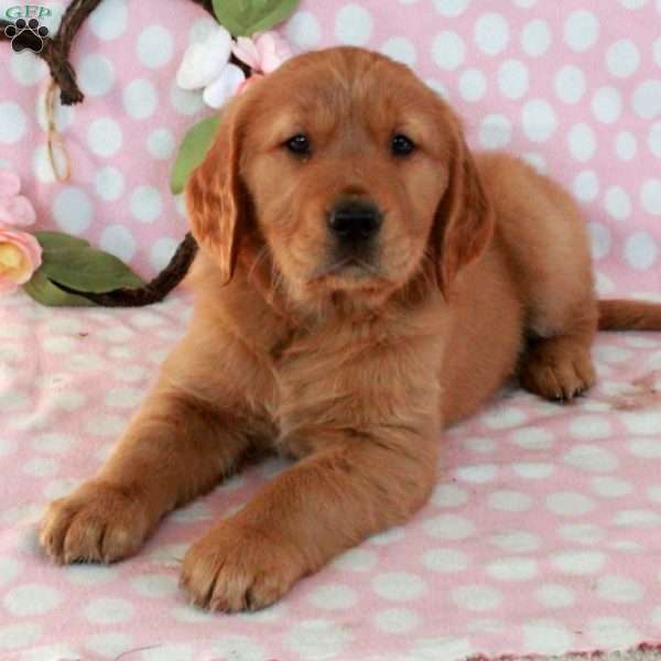 Henry, Golden Retriever Puppy