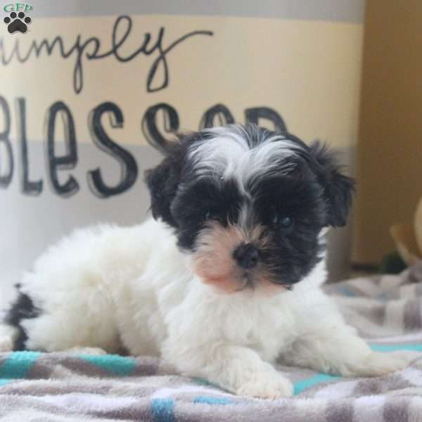 Henry, Teddy Bear Puppy