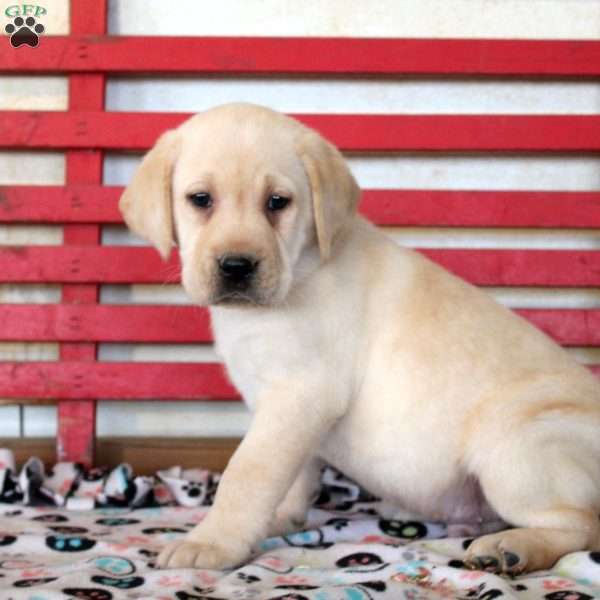 Henry, Yellow Labrador Retriever Puppy