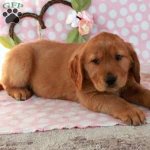 Henry, Golden Retriever Puppy