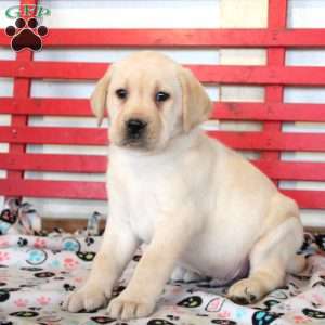 Henry, Yellow Labrador Retriever Puppy