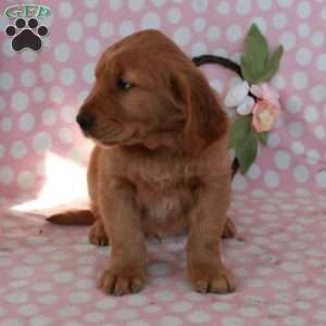 Henry, Golden Retriever Puppy