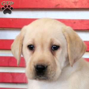 Henry, Yellow Labrador Retriever Puppy