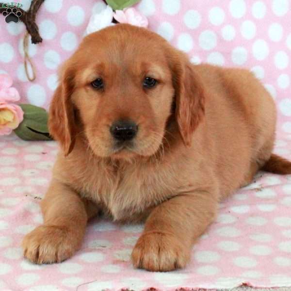 Hickory, Golden Retriever Puppy