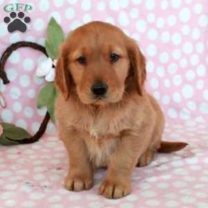 Hickory, Golden Retriever Puppy