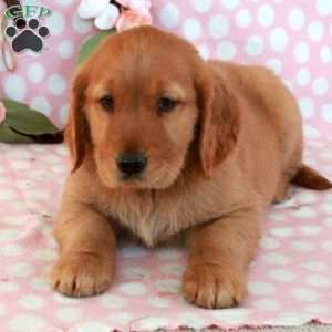 Hickory, Golden Retriever Puppy