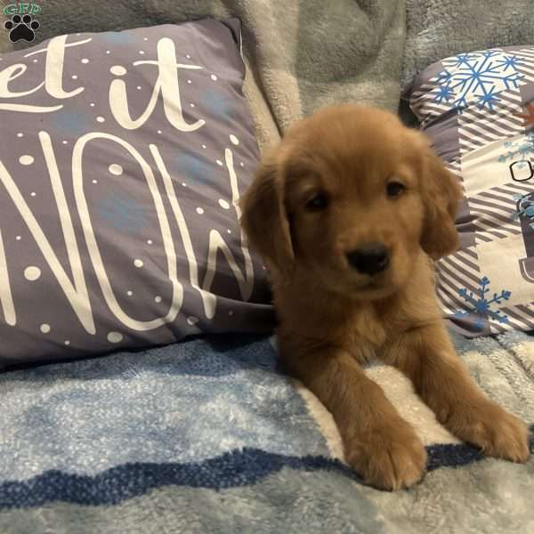 Hickory, Golden Retriever Puppy